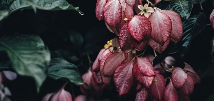 Pink flowers dangling from a tree