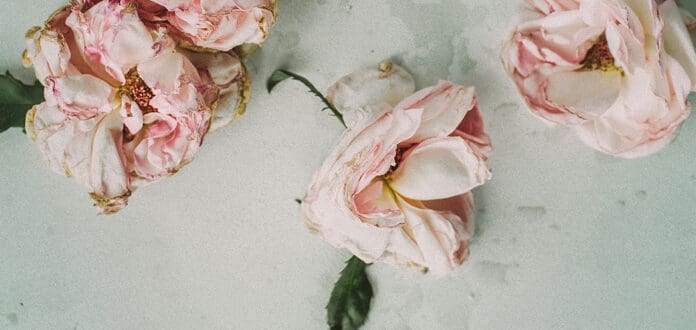 A bunch of pink flowers, bursting with vibrant color, adorns a table.